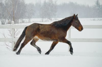 Horse on snow field against sky