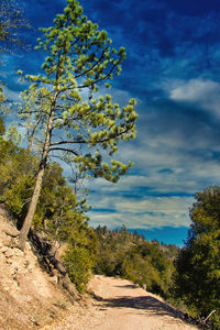 Road amidst trees against sky