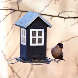 Close-up of bird perching on birdhouse