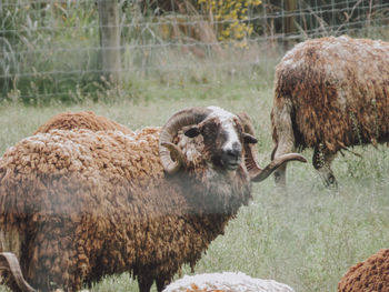 Sheep in a field