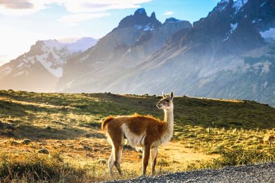 Guanaco standing on field against mountain