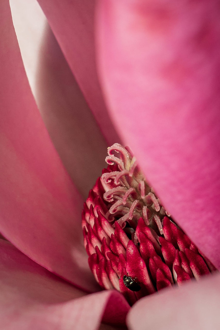 CLOSE-UP OF PINK FLOWER PETALS