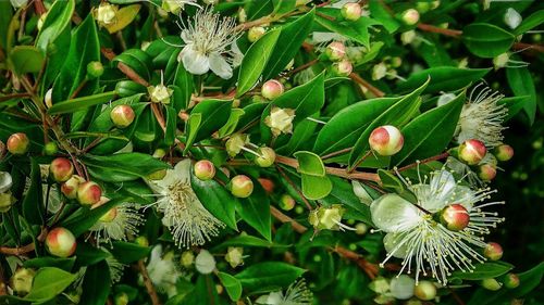 Close-up of berries growing on tree