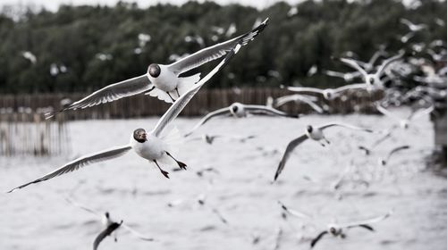 Close-up of bird flying against sky