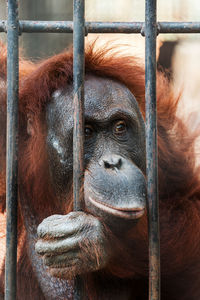 Portrait of monkey in cage at zoo