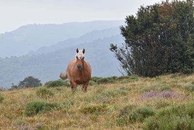 Horses in a field