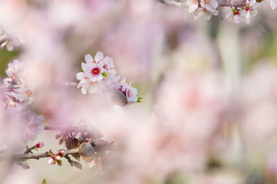 Close-up of pink cherry blossoms