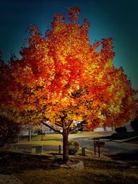 tree