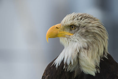 Close-up of eagle looking away against blurred background