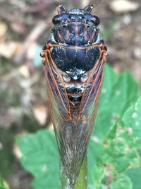 Close-up of insect on plant