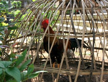 View of cage in cage