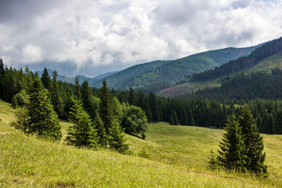 Scenic view of pine trees and mountains against sky