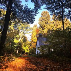 Trees in forest during autumn