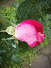 Close-up of wet pink rose blooming outdoors