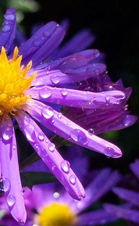 Close-up of wet flower blooming outdoors