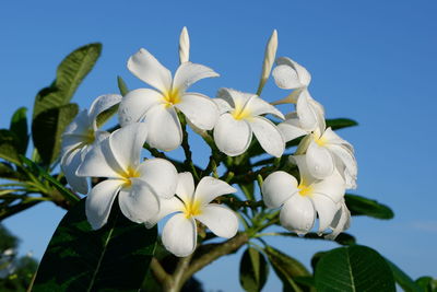 Close-up of white flowering plants against blue sky