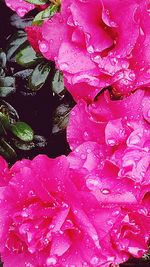 Close-up of water drops on pink flower