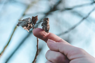 Close-up of hand holding leaf