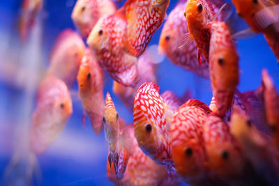 Close-up of fish in sea