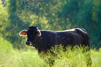 Cow in a field