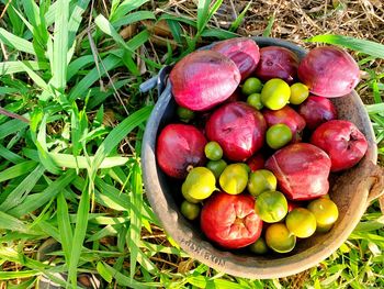 High angle view of strawberries in field