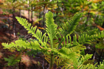 Close-up of pine tree in forest