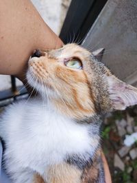 Close-up of hand holding cat