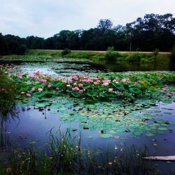 Flowers growing in water against sky