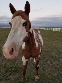 Portrait of horse standing on shore