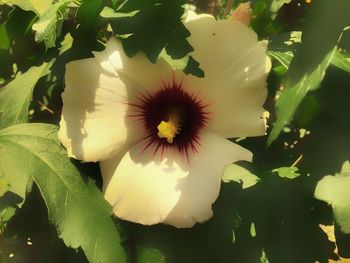 Close-up of flower blooming outdoors