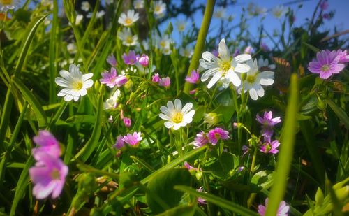 Close-up of cosmos flowers blooming on field