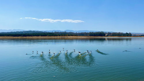 Birds swimming in lake