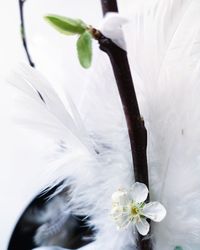 Close-up of white flowering plant