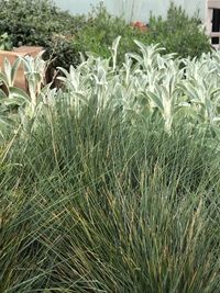 Close-up of plants growing on field