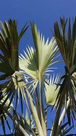 Tropical dream, palm tree 