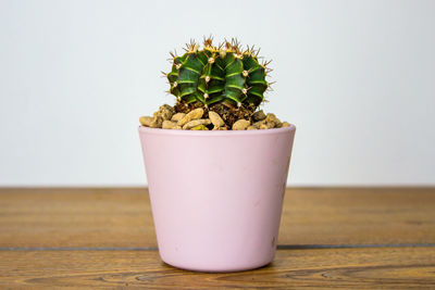 Close-up of potted plant on table