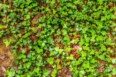 Full frame shot of ivy growing on field