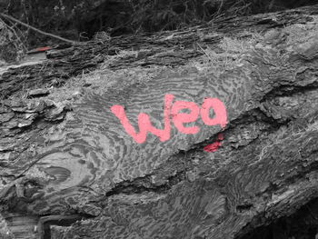 Close-up of heart shape on tree trunk