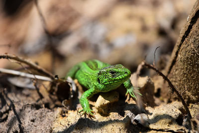 Close-up of lizard