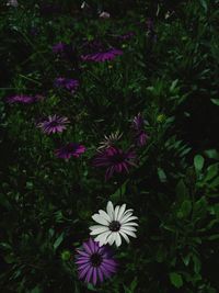 High angle view of purple flowering plants