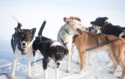 A beautiful husky dog team pulling a sled in beautiful norway morning scenery. 