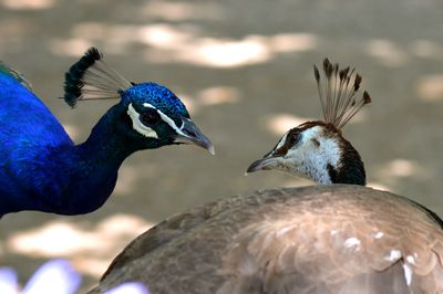 Close-up of peacocks