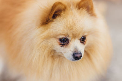 Close-up of brown pomeranian