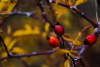 Close-up of berries growing on tree