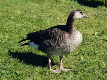 Goose on grassy field