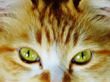 Close-up portrait of cat