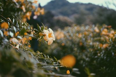 Close-up of flower growing on tree