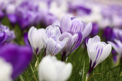 Close-up of purple crocus blooming outdoors