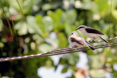 View of two birds perched on cable