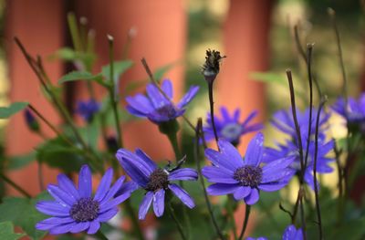 Close-up of purple flowers